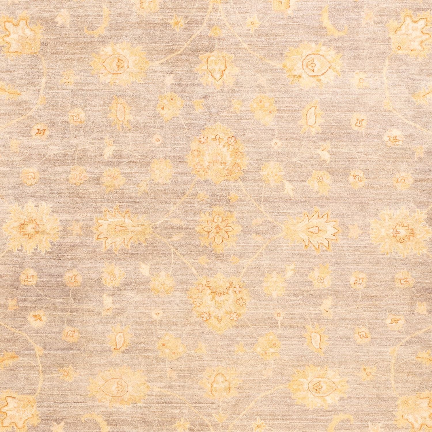 Ziegler Teppich - 354 x 260 cm - beige