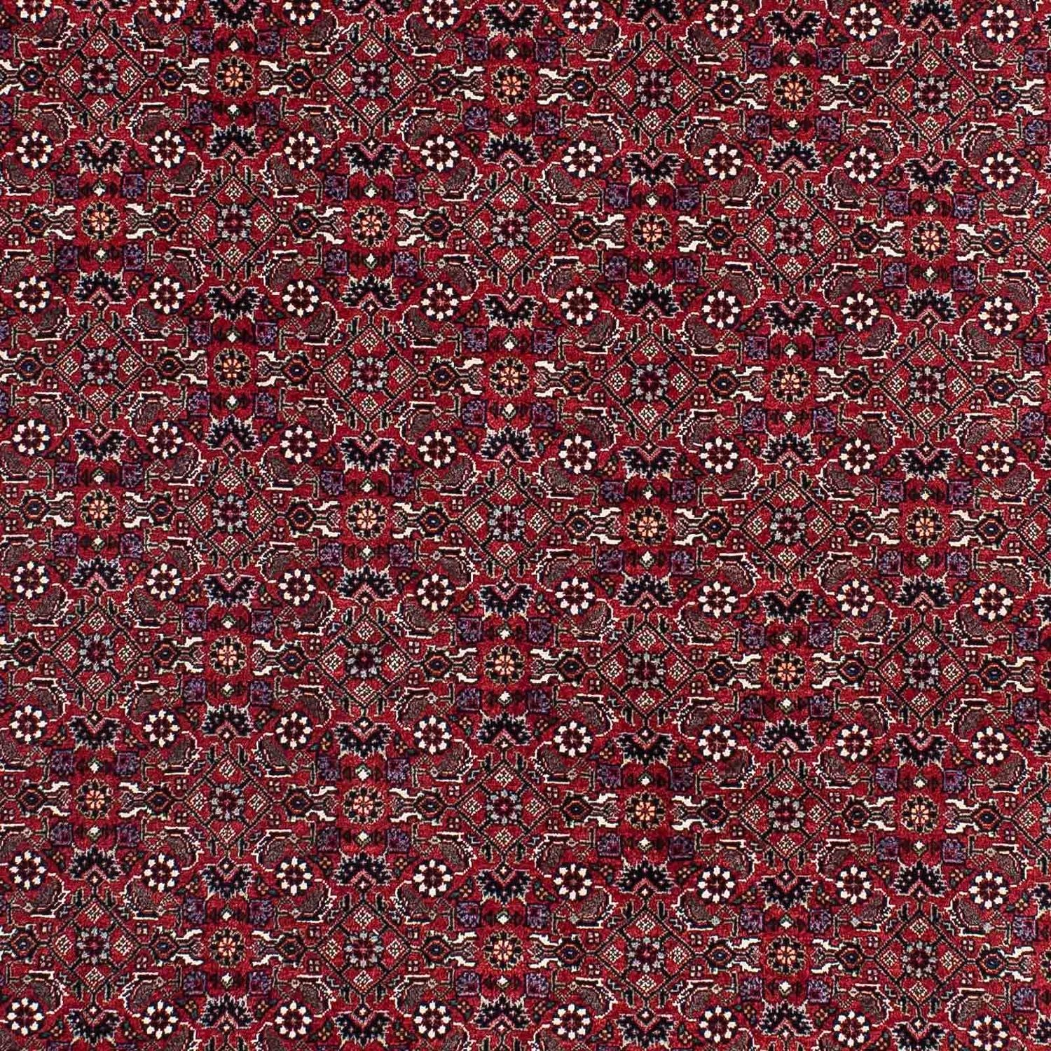 Perserteppich - Bidjar - Royal 221 x 143 cm